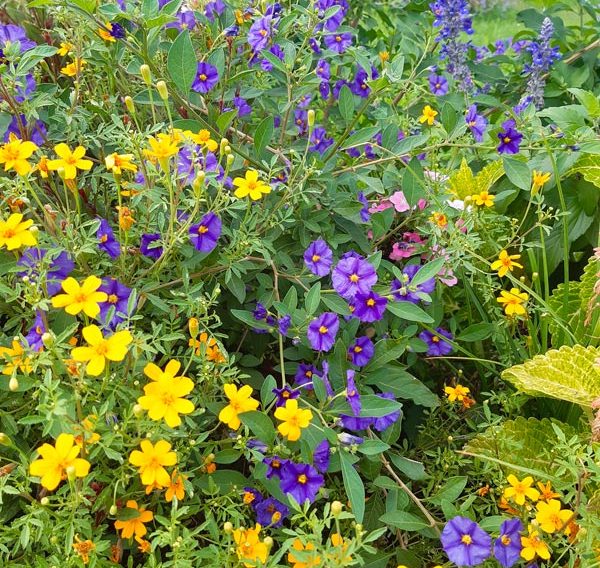 fleurs - Ville fleurie - Horbourg-Wihr