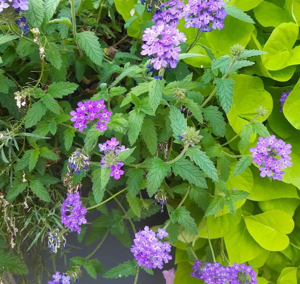 fleurs - Ville fleurie - Horbourg-Wihr