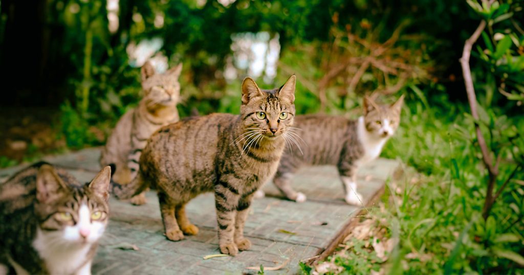 Campagne de capture de chats errants non identifiés par la SPA
