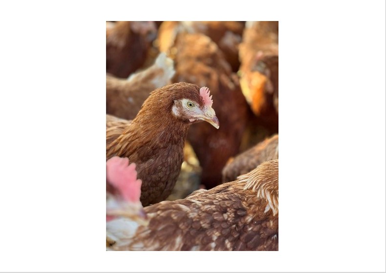 OPERATION « DES POULES POUR REDUIRE SES DECHETS »