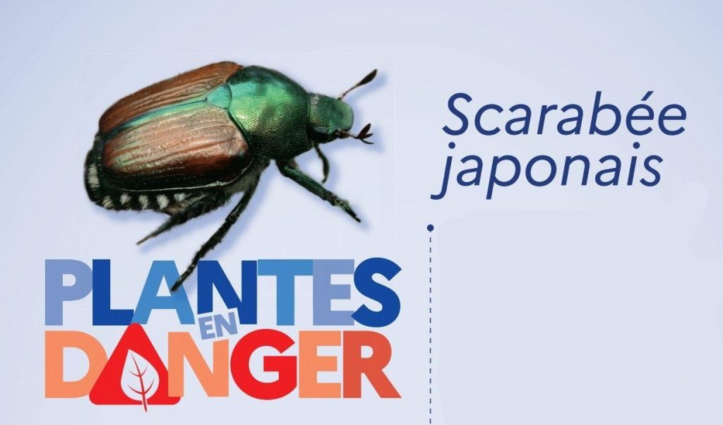 Scarabée japonais = PLANTES EN DANGER !