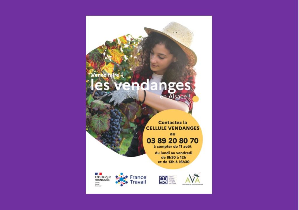 Venez faire les vendanges en Alsace !